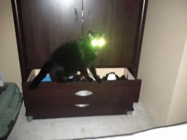 Адские коты, являющиеся истинным воплощением зла