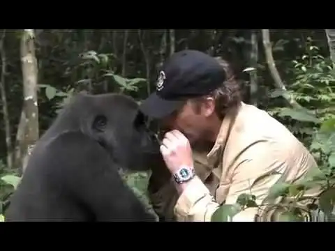 Встреча человека с гориллой, которую он вырастил
