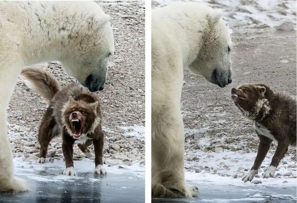 Пес против белого медведя » uCrazy.ru - Источник Хорошего Настроения