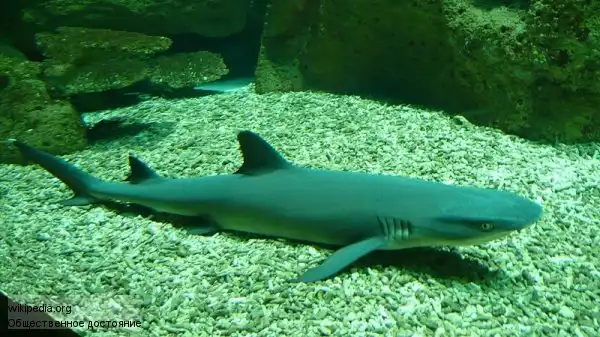 Посетители зоопарка довели акулу до нервного срыва