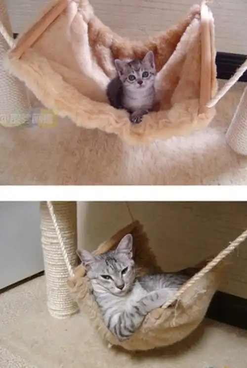 Кошки – тогда и сейчас