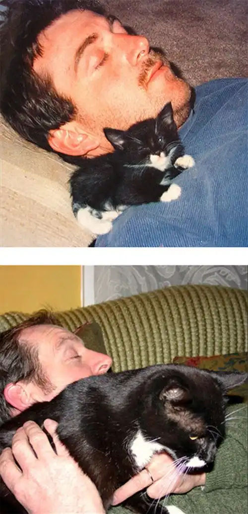 Кошки – тогда и сейчас