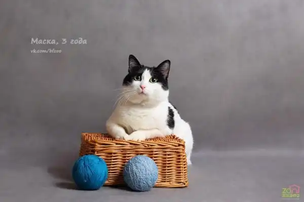 Отдам котика Маску