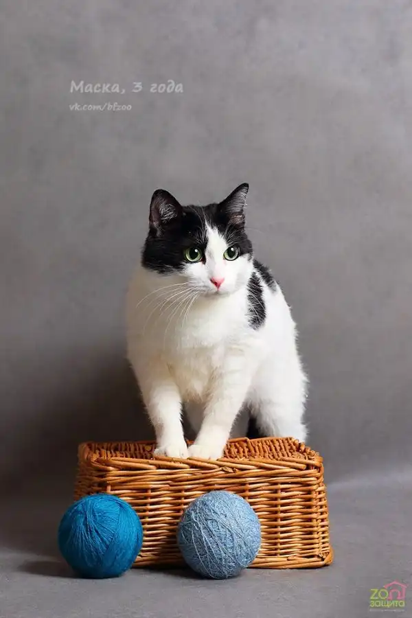Отдам котика Маску