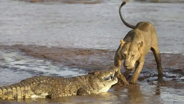 Битва крокодила и львов за тушу слона