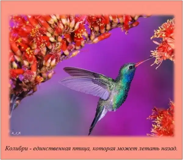 Интересные факты о разном