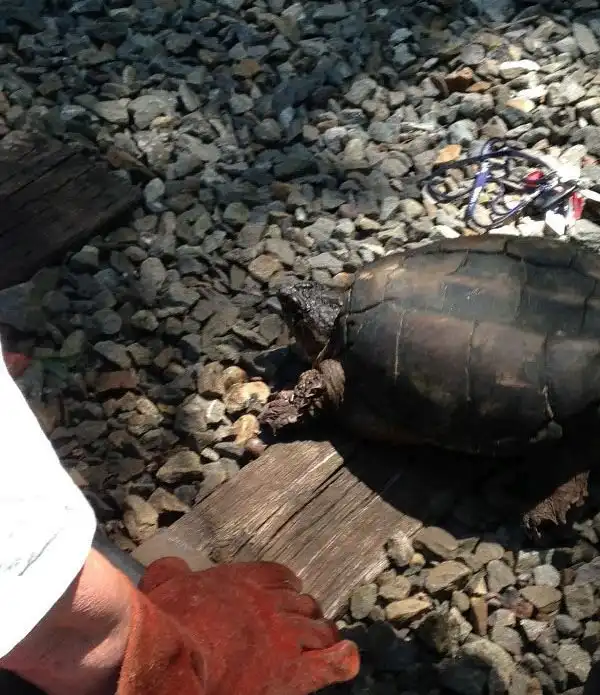 Фотоотчет о спасении черепахи