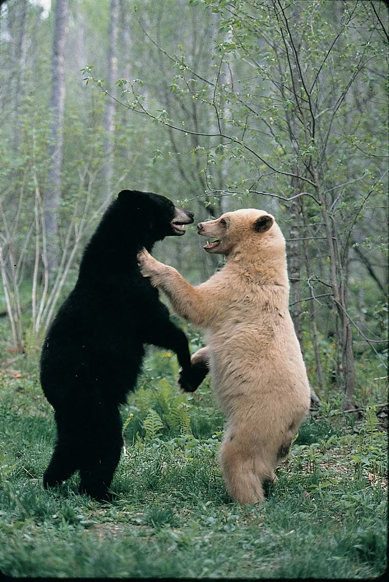 Белый не белый медведь » uCrazy.ru - Источник Хорошего Настроения