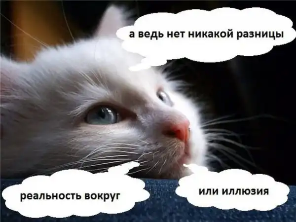 философия котят