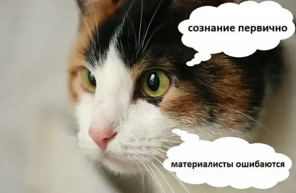 философия котят