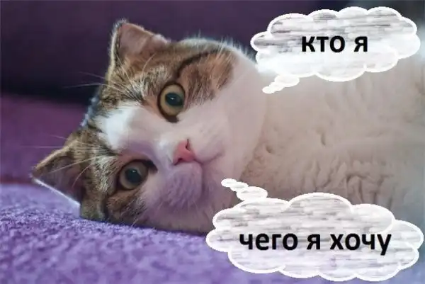философия котят