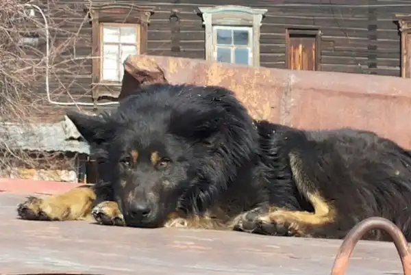 отдам доброго пса