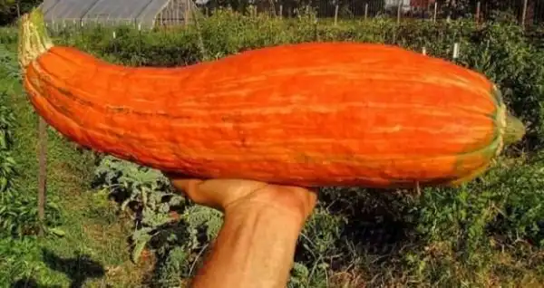 Тыква из 800-летней семечки. Это просто невероятно!