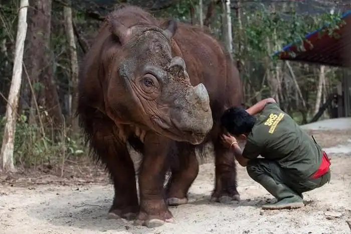 Фото редкого суматранского носорога