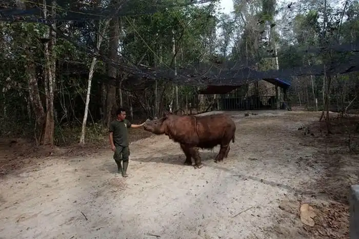 Фото редкого суматранского носорога