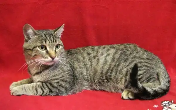Котище