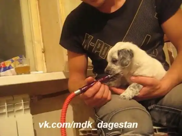 Курит с собакеном кальян