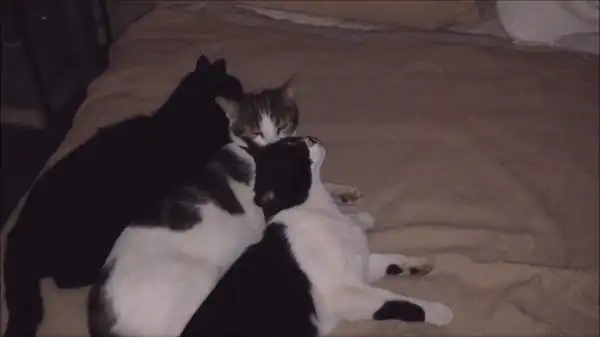 Кот-лизун
