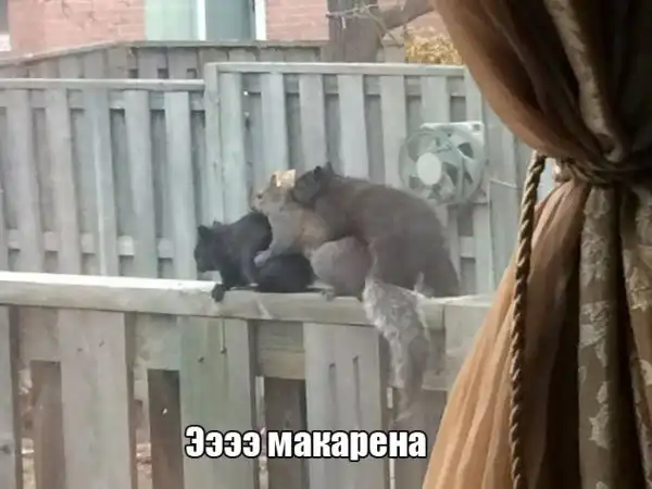 Картинки.