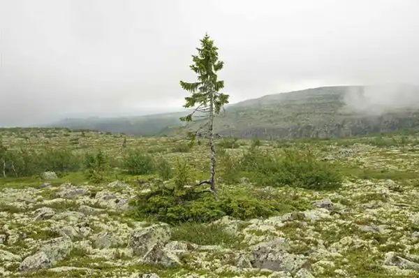 Самое старое в мире дерево растёт в Швеции - ему девять с половиной тысяч лет