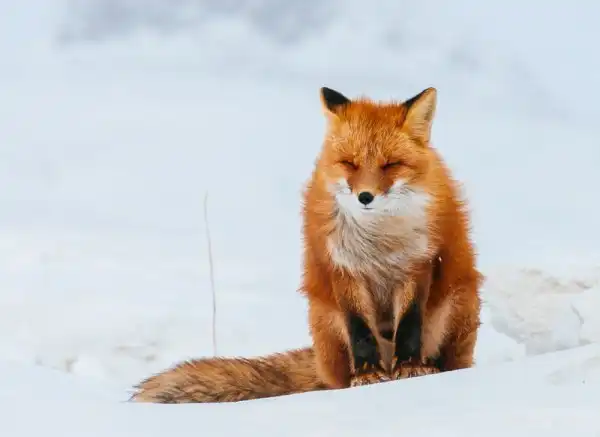 Горный инженер Иван Кислов в свободное время фотографирует лис за полярным кругом