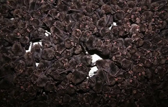 В Японии тысячи летучих мышей прятались от холода в водосточном тоннеле
