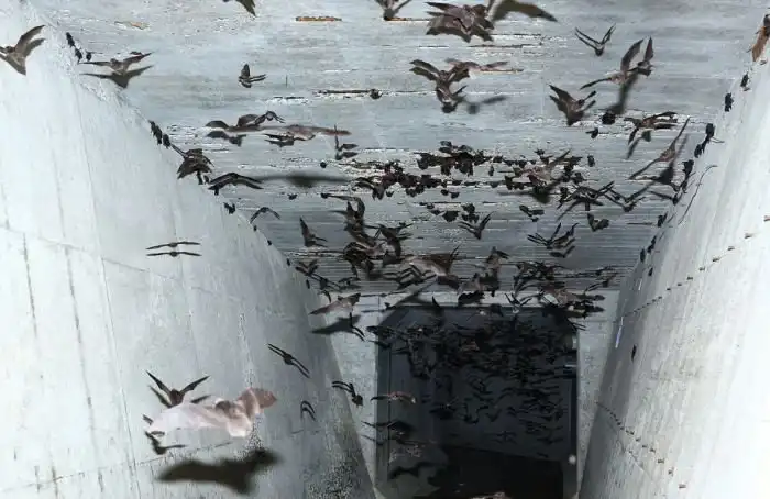 В Японии тысячи летучих мышей прятались от холода в водосточном тоннеле