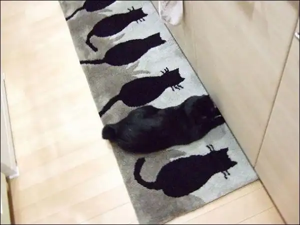 Найди кота