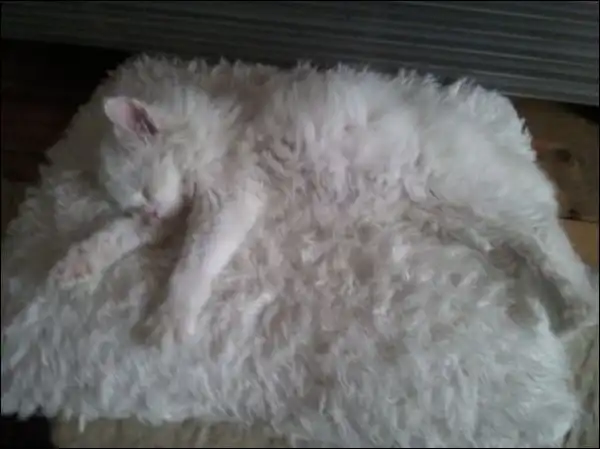 Найди кота