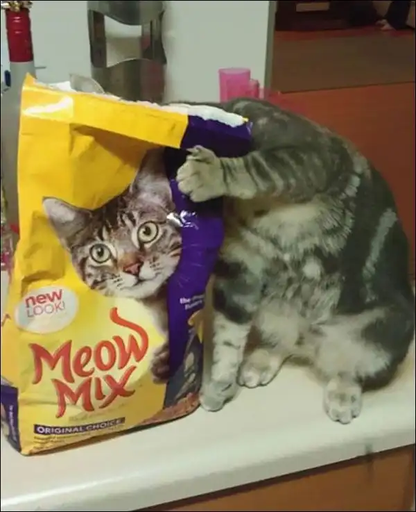Найди кота