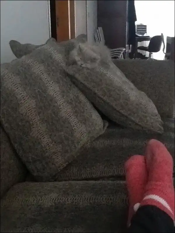Найди кота