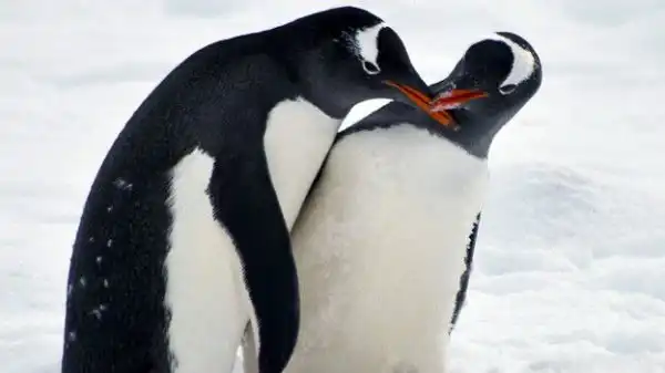 Вся правда о пингвинах