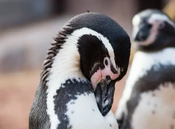 Вся правда о пингвинах