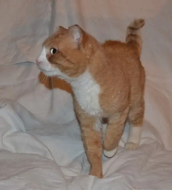 Отдам котика Юрика