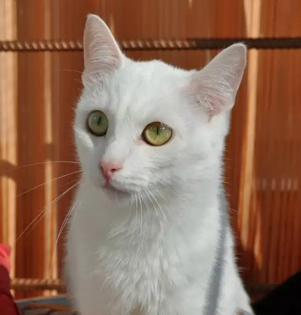 Отдам котика