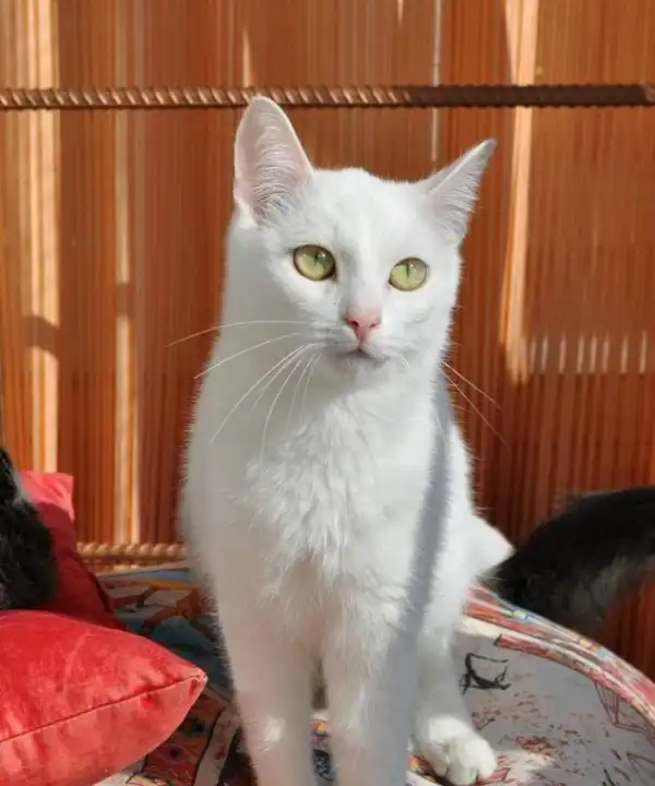 Отдам котика