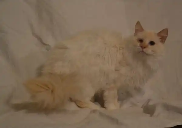 Отдам котика Тофика