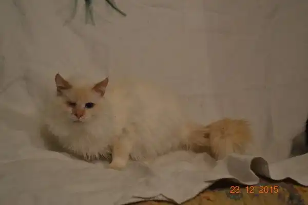 Отдам котика Тофика
