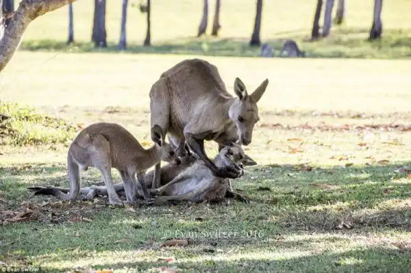 Последнее объятие: умирающая мама-кенгуру прощается со своим детёнышем