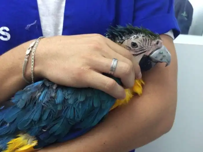 Бразильские ветеринары приделали новый клюв попугаю