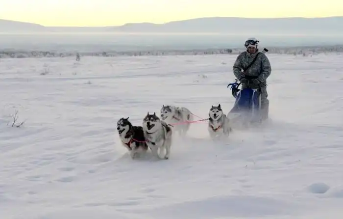 Российские разведчики научились управлять собачьими и оленьими упряжками