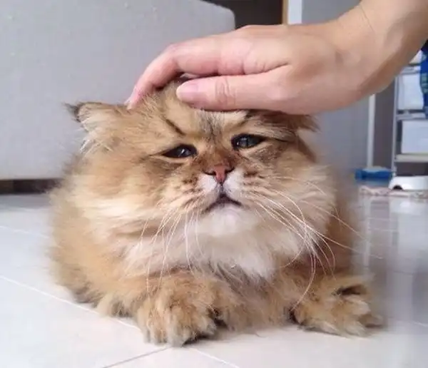 Навинигречено