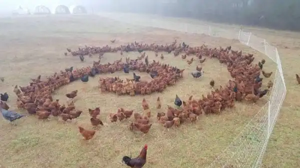 Картинки.
