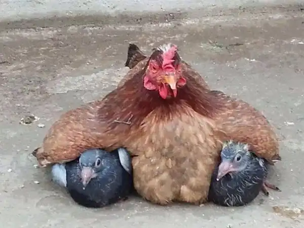 Картинки.