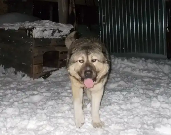 Найден пёсик