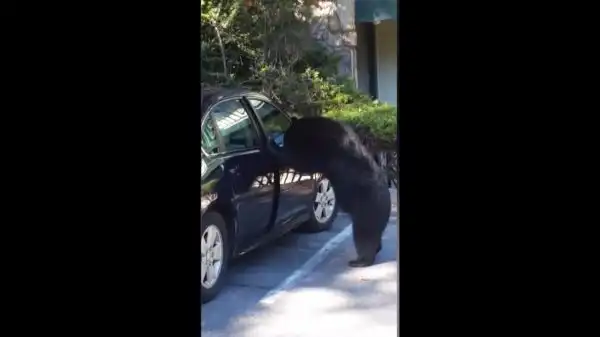 Медведь вскрыл машину