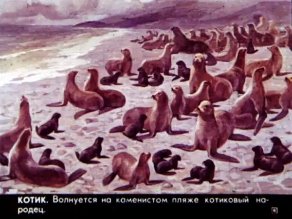 Кто живёт в холодном море (1973 г.)