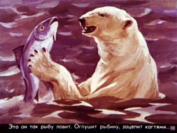 Кто живёт в холодном море (1973 г.)