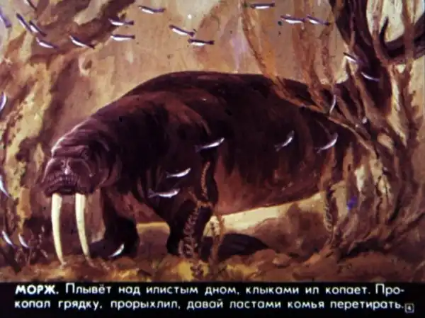 Кто живёт в холодном море (1973 г.)