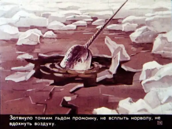 Кто живёт в холодном море (1973 г.)